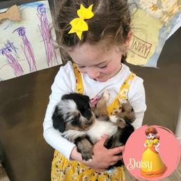 Miniature Australian Shepherd Puppies from Wonderland Aussies