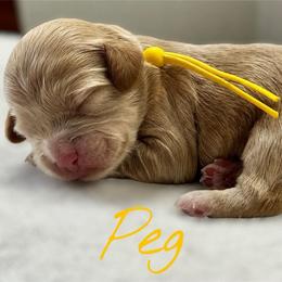Peg - Buff female Cockapoo puppy in Mocksville, North Carolina from Little Bear Doodles