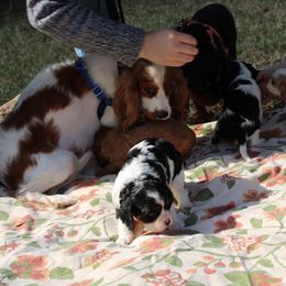 Cavalier King Charles Spaniel Puppies from Critter's Cottage Cavaliers