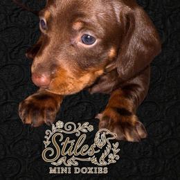 Duke - Chocolate and tan male Dachshund puppy in South Fulton, Tennessee from Stiles' Mini Doxies