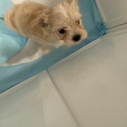Hooch - Apricot male Maltipoo puppy in Dade City, Florida from Watkins Maltipoo's