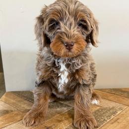 Sunny - Chocolate merle male Bernedoodle puppy in Horseshoe Bend, Idaho from Over the Moon Poodles and Doodles