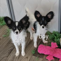 Holly - White and black female Papillon puppy in Joshua, Texas from Summertime Kennels