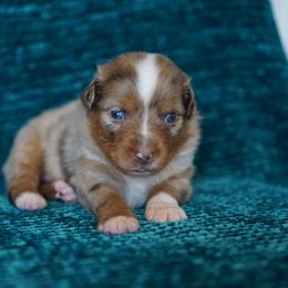 Ferrari - Red merle male Miniature American Shepherd puppy in Kamuela On The Big Island, Hawaii from Royal Hawaiian Aussies LLC