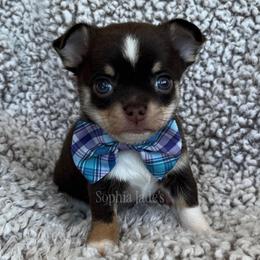 Everest - Chocolate and tan male Chihuahua puppy in Augusta, Georgia from Sophia Jade's Chi Brigade
