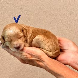 Blue Girl - Cream female Goldendoodle puppy in Kitsap County, Washington from Amazing Grace Doodles