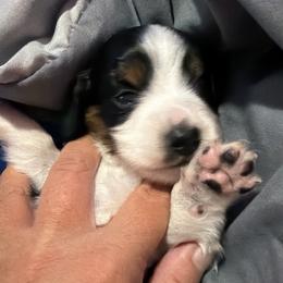 Black and tan - Piebald female Dachshund puppy in Crab Orchard, Kentucky from Lucy’s legacy dachshunds