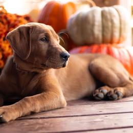 Labrador Retriever Puppies from UC Labradors