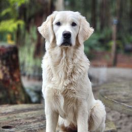 Neema - Golden Retriever