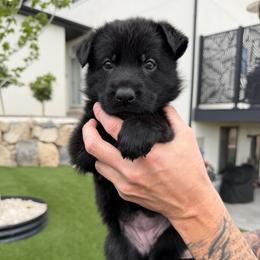 Purple Female - Black female German Shepherd puppy in Saratoga Springs, Utah from Vom Stille Teufelshunde Kennels