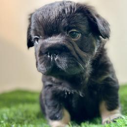 Kong - Black and tan male French Bulldog puppy in Buchanan, Michigan from Christie's Frenchies