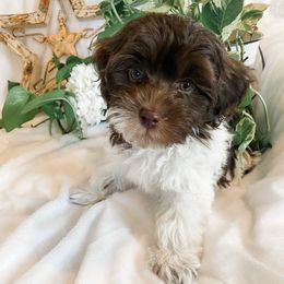 Maui - Chocolate and white male Havapoo puppy in Marquand, Missouri from Perfectly Playful Doodles