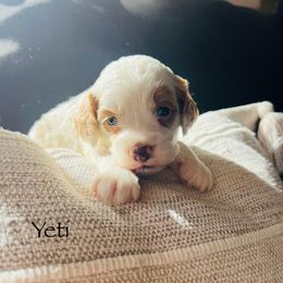 Yeti - Brown and white male Cockapoo puppy in Alexandria, Alabama from Bright and Beautiful Cockapoos and Doodles