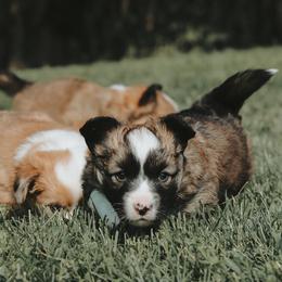 American Corgi and Pembroke Welsh Corgi Puppies from Witch Creek Corgis