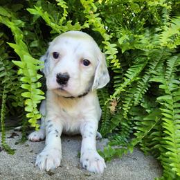 Boy 5 Black - White male Llewellin Setter puppy in North Dinwiddie, Virginia from Pups Furever