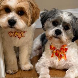 Shorkie Puppies from Sensational Shorkies