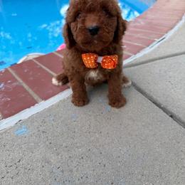 Tucker - Red  male Goldendoodle puppy in Mint Hill, North Carolina from DoodleForever