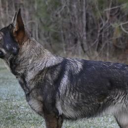 German Shepherds from Angelina Johnson