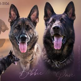 German Shepherd puppies from Sonnengold German Shepherds