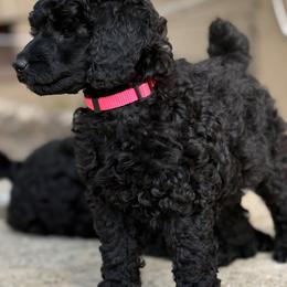 Anna Magdalena - Black female Poodle puppy in Hartselle, Alabama from Phare Poodles