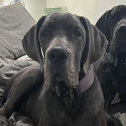 Great Danes from Halsey Danes