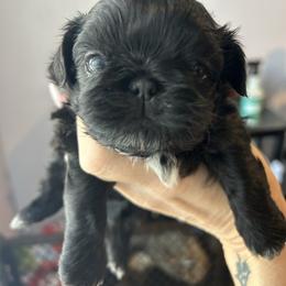 Boy 1 - Black and white male Shih Tzu puppy in Dallas, Texas from Almost Heaven Shih Tzu