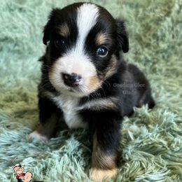 Popeye - Black tri male Miniature American Shepherd puppy in Millington, Tennessee from Goading Glee Glade