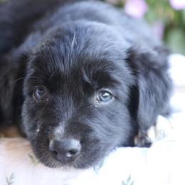 Boy 2 - Black tri-color male Australian Shepherd puppy in Hillsboro, Ohio from Sugar Grove Farms