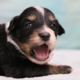 Miniature Australian Shepherd Puppies from True Spirited Aussies
