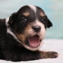 Miniature Australian Shepherd Puppies from True Spirited Aussies