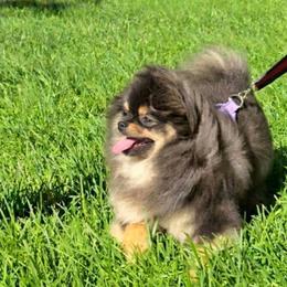 Prada - Blue and tan female Pomeranian puppy in Los Angeles, California from Pommies of LA