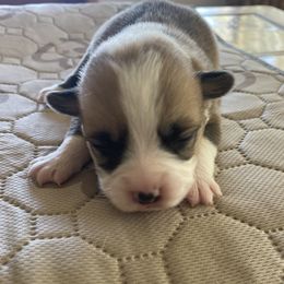 Pembroke Welsh Corgi Puppies from Mesa Acre