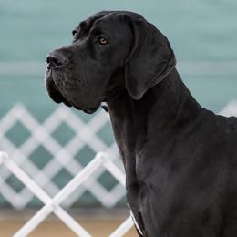 Great Danes from Super Nova Danes