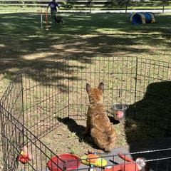 Belgian Laekenois Puppies from Sweetwater Belgian Laekenois