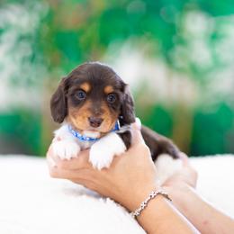 Rocky - Piebald male Dachshund puppy in Fort Myers, Florida from Blossom Paws