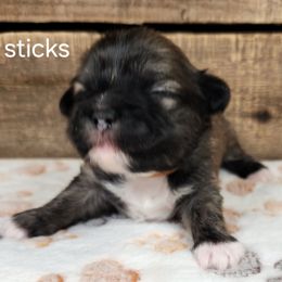 Sticks - Brindle female Lhasa Apso puppy in Jefferson, New York from Absolute Lhasa Love