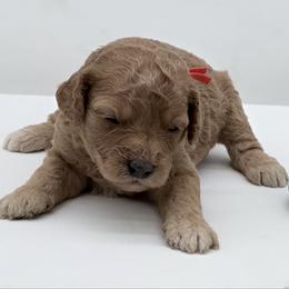 Orange Venus - Red  female Goldendoodle puppy in Cincinnati, Ohio from KSchott Kennels