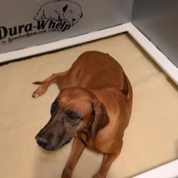 Rhodesian Ridgeback Puppies from Mutare Ridgebacks