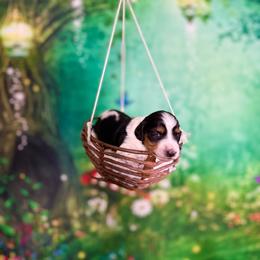 Mochi - Piebald female Dachshund puppy in Westport, Kentucky from Lonestar Creek Farm