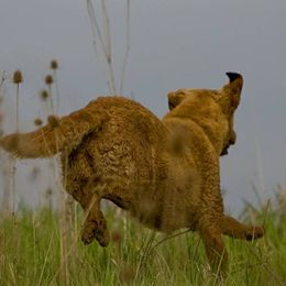 Chesapeake Bay Retrievers from Blue Sky Chesapeakes