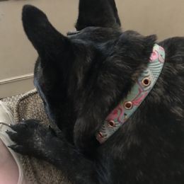 French Bulldog All Grown Up from Willows French Bulldogs