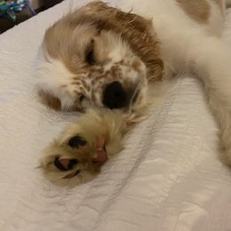 Cocker Spaniel Puppies from Sweet Peach Cocker Spaniels