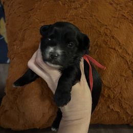 Comet - Black male Yorkipoo puppy in Murphy, North Carolina from Christina’s Puppy Utopia
