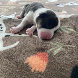 Boy 2 - Black and tan male Pembroke Welsh Corgi puppy in Rosharon, Texas from Morning Glory Corgis