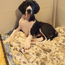Mantle Female 1 - Mantle female Great Dane puppy in Gig Harbor, Washington from Lakaya Danes