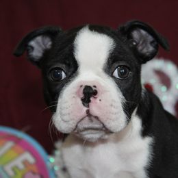 Morgan - Boston Terrier