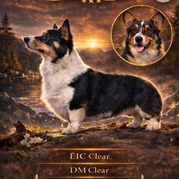 Kona - Pembroke Welsh Corgi