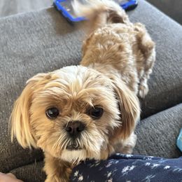 Tucker - Shih Tzu