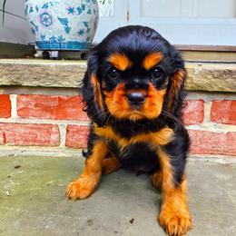 Vienna - Black and tan female Cavalier King Charles Spaniel puppy in Watsontown, Pennsylvania from Huntsman Cavaliers