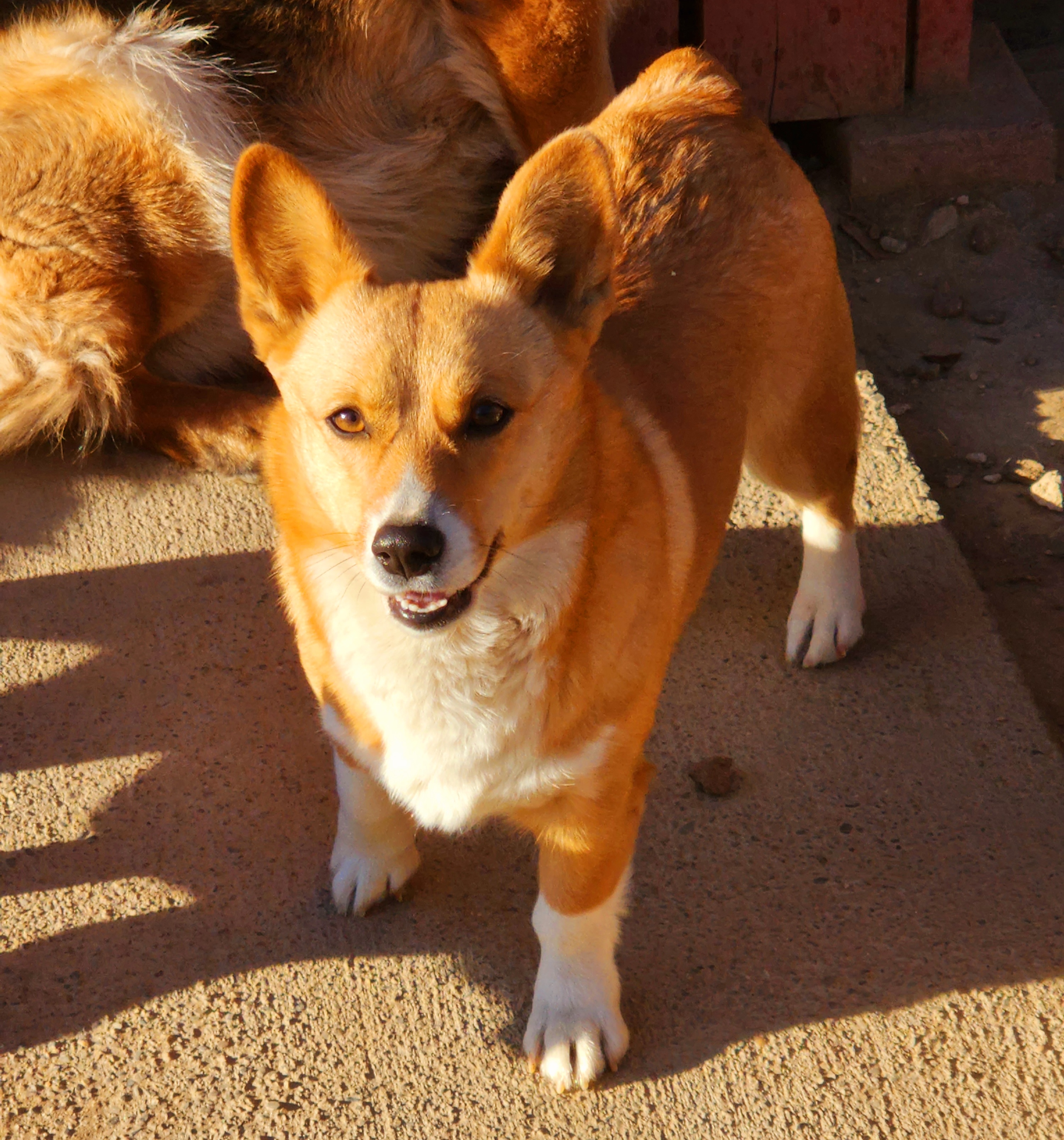 Rogi - Pembroke Welsh Corgi